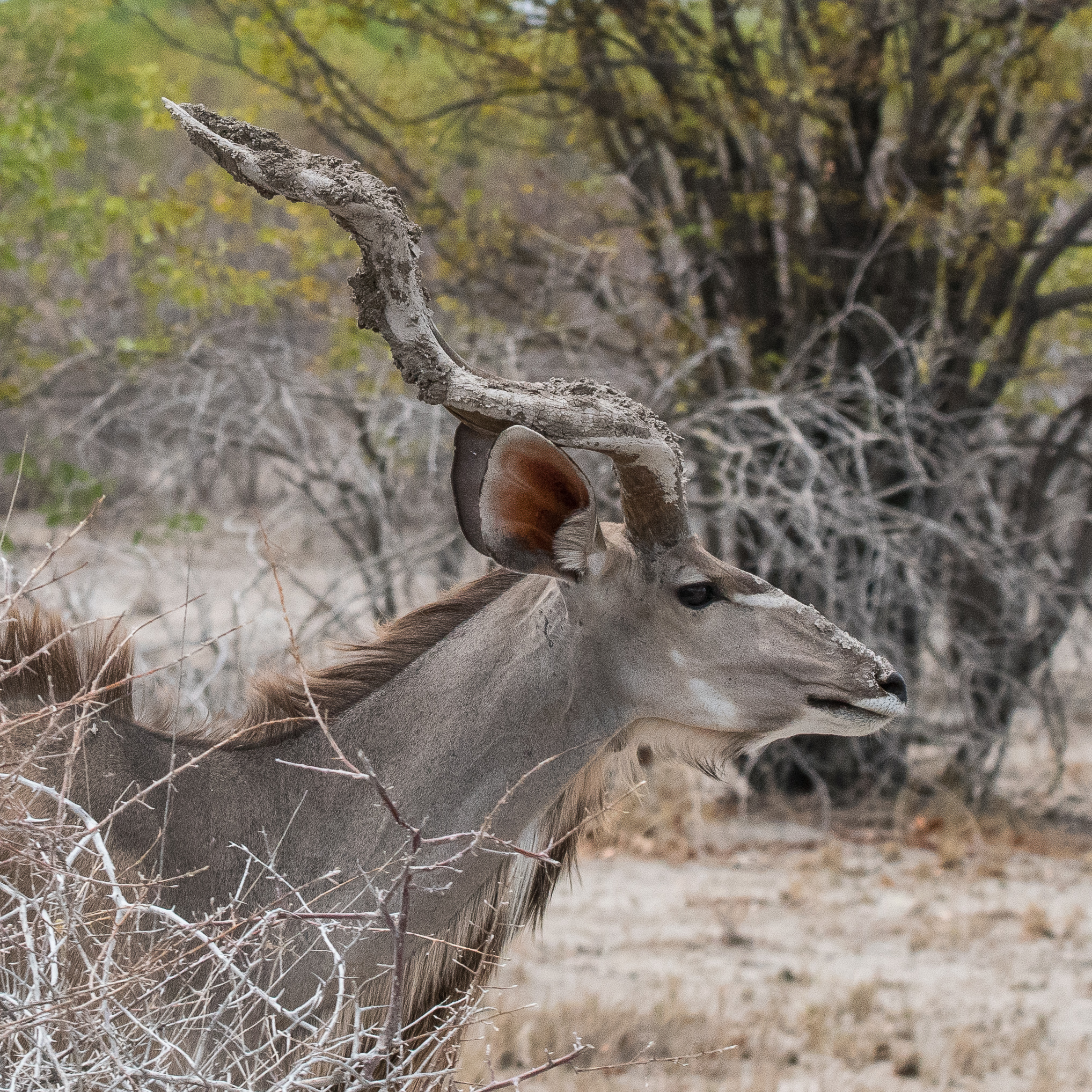 Grand koudou (Greater kudu, Tragelaphus strepsiceros), portrait d'un jeune mâle, Namutoni, Parc National d'Etosha, Namibie. 